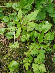 Osmorhiza purpurea