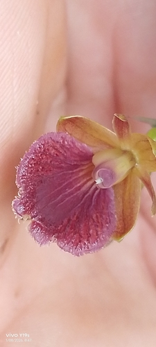 Epidendrum cleistocoleum, photograph 5