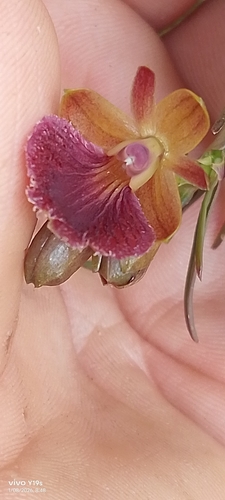 Epidendrum cleistocoleum, photograph 6