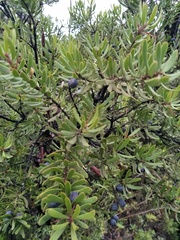 Persoonia muelleri muelleri