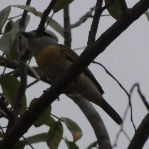 Green-backed Becard (Pachyramphus viridis), photo 5