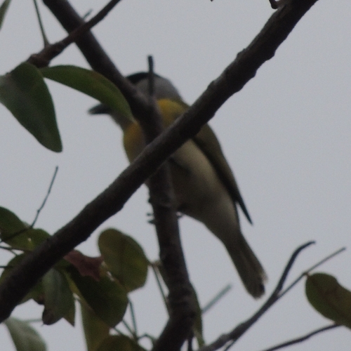 Green-backed Becard (Pachyramphus viridis), photo 6