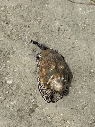 Cymbiola vespertilio observed 2026-07-23