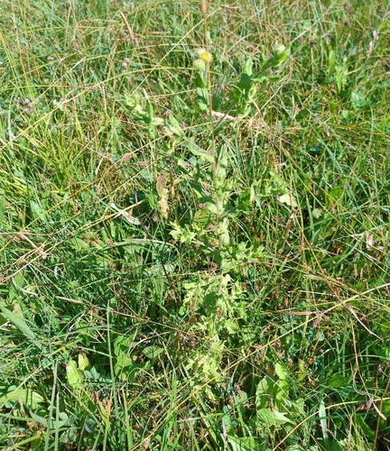 Common Fleabane
