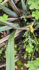 Dianella revoluta, photograph (c) Rosalie Lawrence, some rights reserved (CC BY)