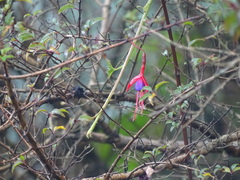 Fuchsia magellanica