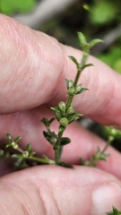 Westringia rigida, photograph (c) Rosalie Lawrence, some rights reserved (CC BY)