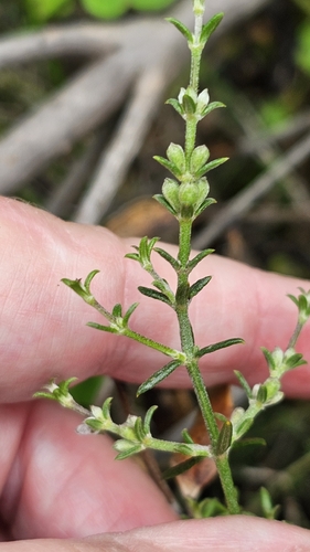 Westringia rigida, photograph 4