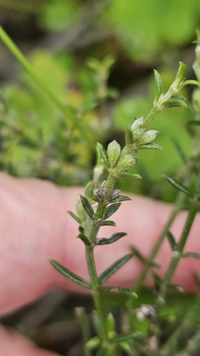 Westringia rigida, photograph 5