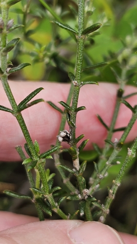 Westringia rigida, photograph 6