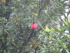 Crinodendron hookerianum