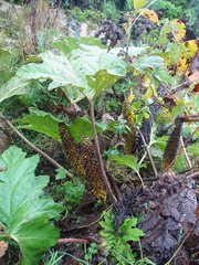 Gunnera tinctoria