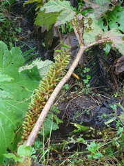 Gunnera tinctoria