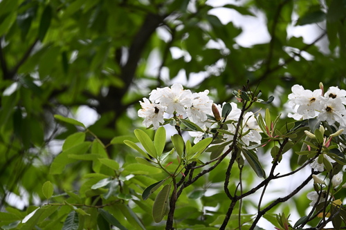 Rhododendron decorum