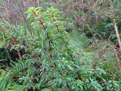 Fuchsia magellanica