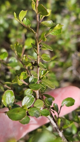 Dodonaea bursariifolia