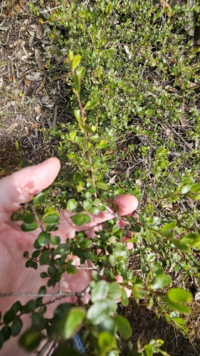 Dodonaea bursariifolia, photograph 2