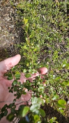 Dodonaea bursariifolia, photograph (c) Rosalie Lawrence, some rights reserved (CC BY)
