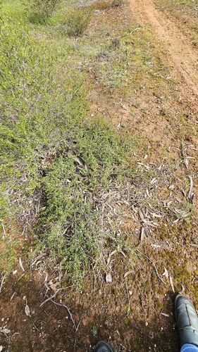 Dodonaea bursariifolia, photograph 3