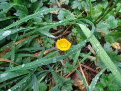 Ranunculus