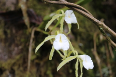 Trichopilia fragrans