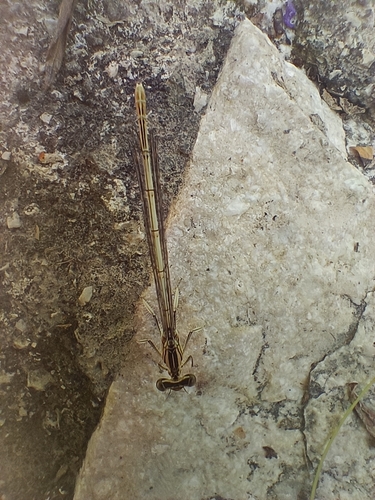 Blue Featherleg