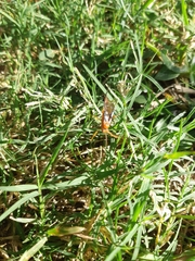 Insecta