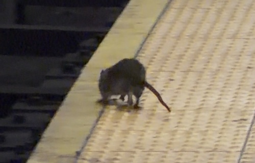 Rat photographed near here on 2026-08-03