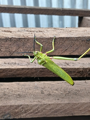 Green Milkweed Locust