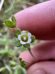 Eucrypta chrysanthemifolia, photograph author not stated, no rights reserved