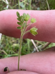 Eucrypta chrysanthemifolia, photograph author not stated, no rights reserved