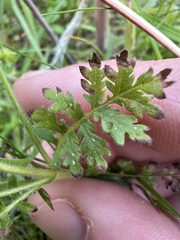 Eucrypta chrysanthemifolia, photograph author not stated, no rights reserved