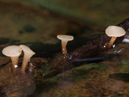 Tricladium varicosporioides