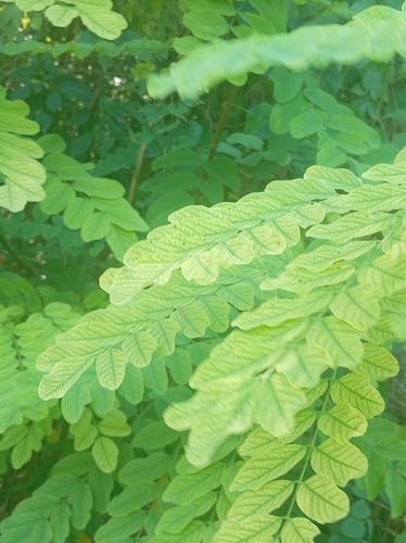 black locust