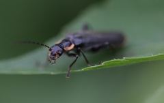 Cantharis obscura