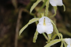 Trichopilia fragrans