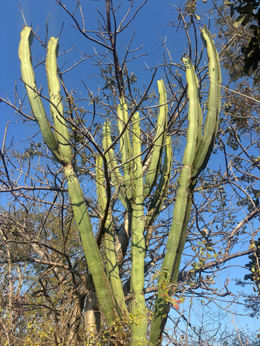 Common Tree Euphorbia