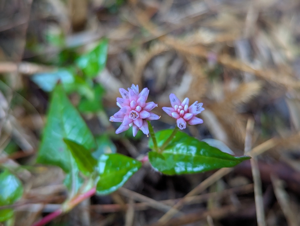 Persicaria runcinata; photograph (c) jengru, some rights reserved (CC BY-SA)