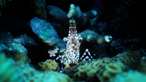 Marbled Shrimp
