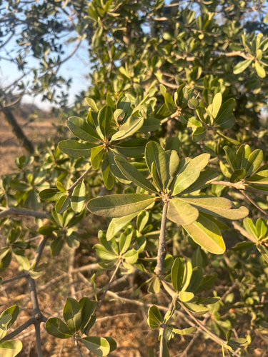 lowveld milkberry
