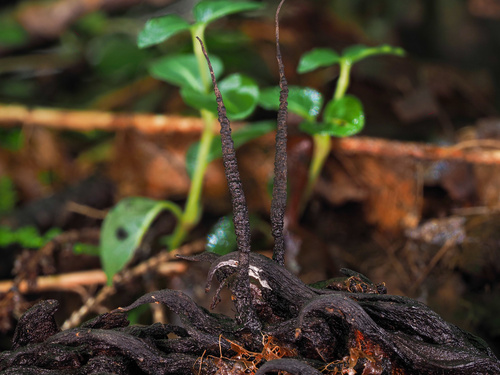 Xylaria magnoliae