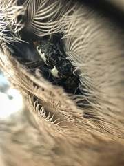 Dermestes undulatus