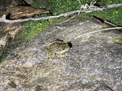 Wuyi torrent frog