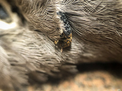 Dermestes undulatus