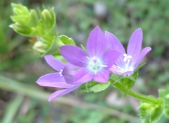 Triodanis perfoliata