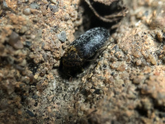 Dermestes undulatus