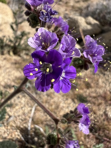 Phacelia crenulata, photograph 2
