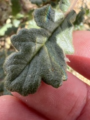 Phacelia crenulata, photograph author not stated, no rights reserved