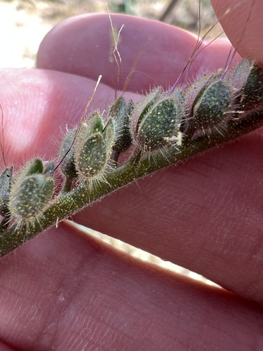 Phacelia crenulata, photograph 5