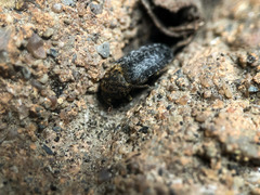 Dermestes undulatus